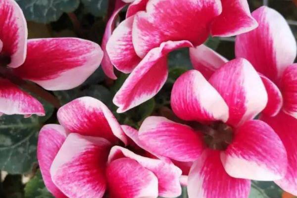 萝卜海棠的养殖方法，一般采用播种繁殖方式