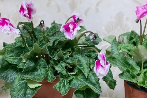 萝卜海棠的养殖方法，一般采用播种繁殖方式