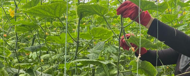 大棚黄瓜落蔓的方法