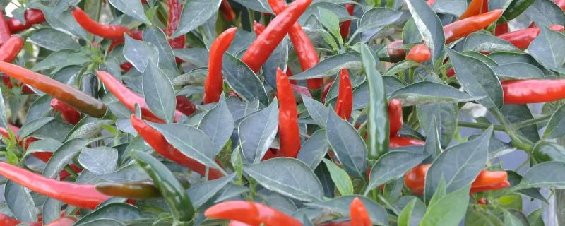朝天椒高产栽培技术