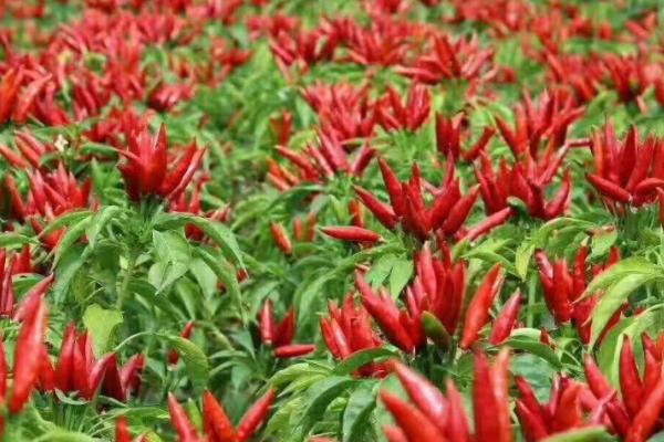 朝天椒高产栽培技术，育苗时间为7月下旬-9月中旬