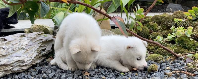 萨摩耶串串的特征