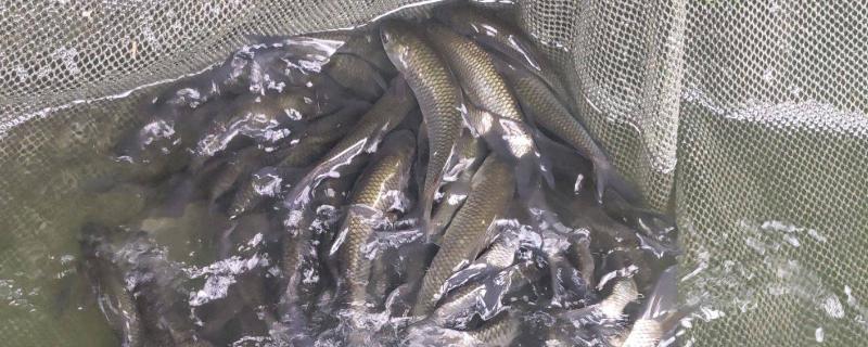 小草鱼苗要喂什么东西