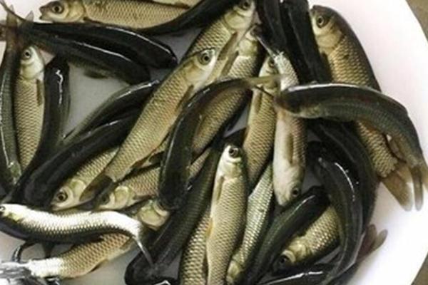 小草鱼苗要喂什么东西，投喂比较小的食物为佳