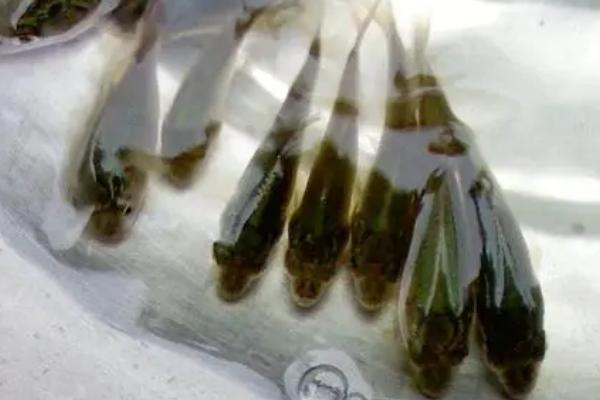 小草鱼苗要喂什么东西，投喂比较小的食物为佳