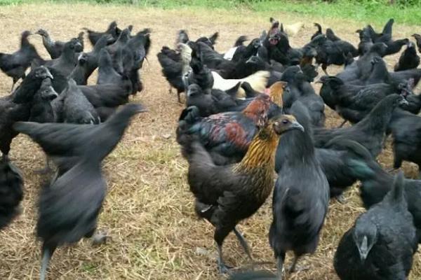 乌骨鸡的养殖技术,可以使用散养的方式进行养殖