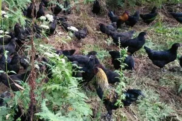 乌骨鸡的养殖技术,可以使用散养的方式进行养殖