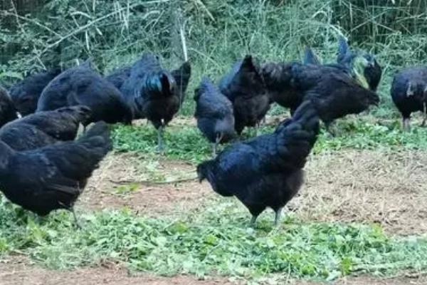 乌骨鸡的养殖技术,可以使用散养的方式进行养殖