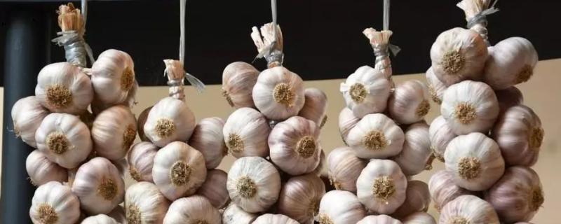 蒜种要如何保存