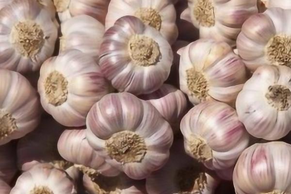 蒜种要如何保存,可低温、高温存储