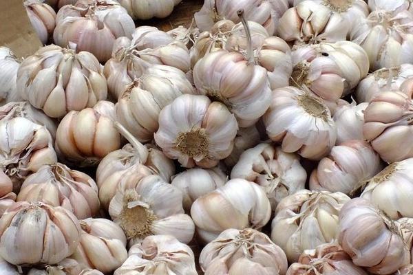 蒜种要如何保存,可低温、高温存储