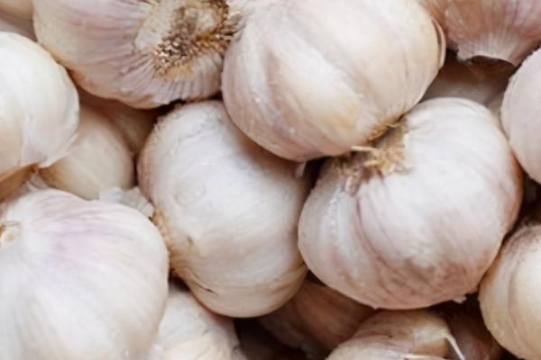 蒜种要如何保存,可低温、高温存储