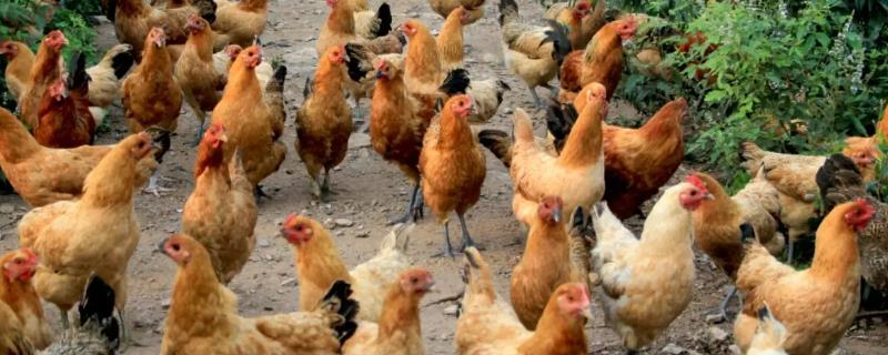 母鸡蛋下不出来怎么办