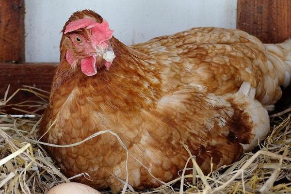 母鸡蛋下不出来怎么办,可通过手术进行助产