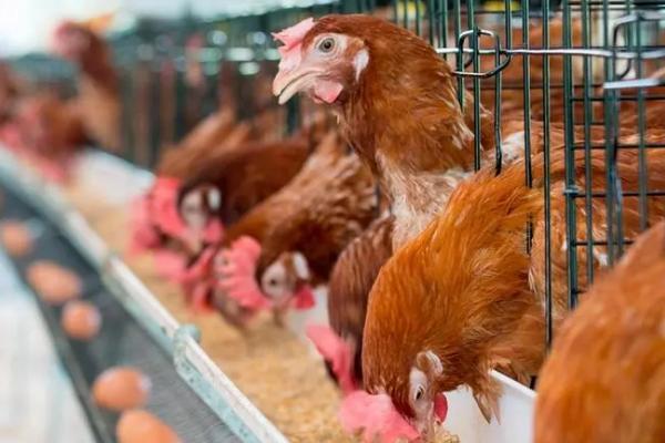 母鸡蛋下不出来怎么办,可通过手术进行助产