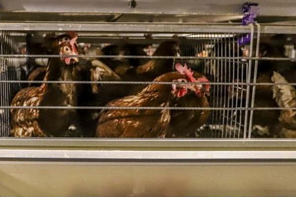 母鸡蛋下不出来怎么办,可通过手术进行助产