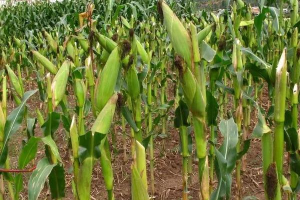 苏科糯1901玉米种子特征特性，鲜食糯玉米品种