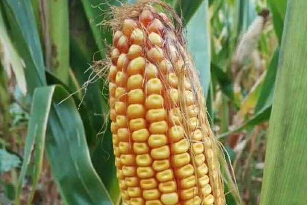 苏科糯1901玉米种子特征特性，鲜食糯玉米品种