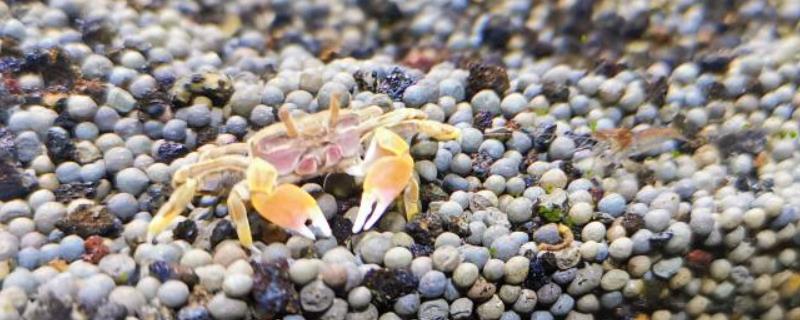 迷你辣椒蟹的养殖方法