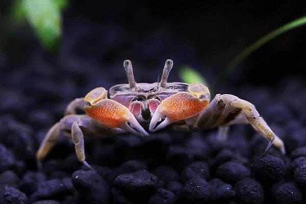 迷你辣椒蟹的养殖方法,注意水位不能太深