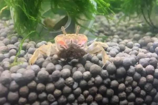 迷你辣椒蟹的养殖方法,注意水位不能太深