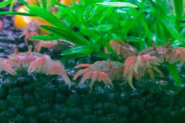 迷你辣椒蟹的养殖方法,注意水位不能太深