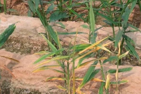 生姜姜瘟,是危害生姜为严重的一种病害