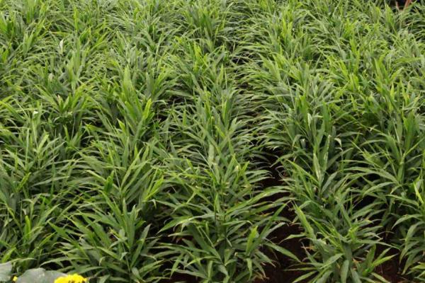 生姜姜瘟,是危害生姜为严重的一种病害