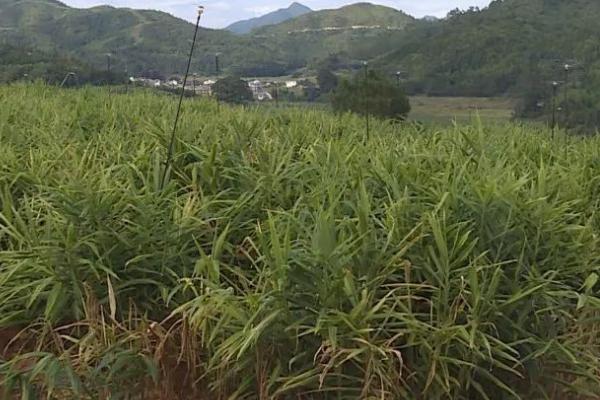 生姜姜瘟,是危害生姜为严重的一种病害