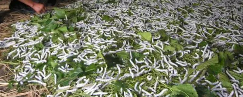 蚕对桑叶的要求