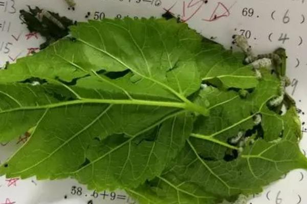 蚕对桑叶的要求，主要取决于蚕的年龄