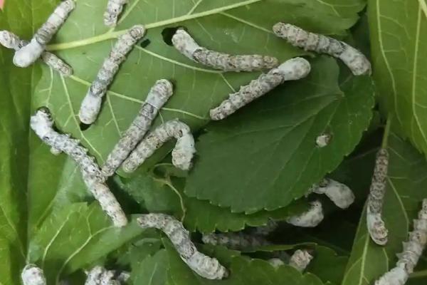 蚕对桑叶的要求，主要取决于蚕的年龄