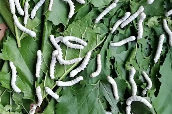 蚕对桑叶的要求，主要取决于蚕的年龄