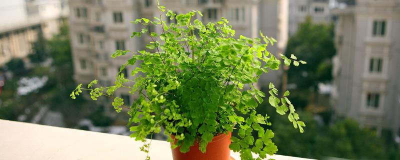 怎么养护盆栽铁线蕨