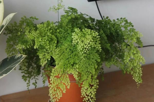 怎么养护盆栽铁线蕨，夏季每天要浇水1-2次