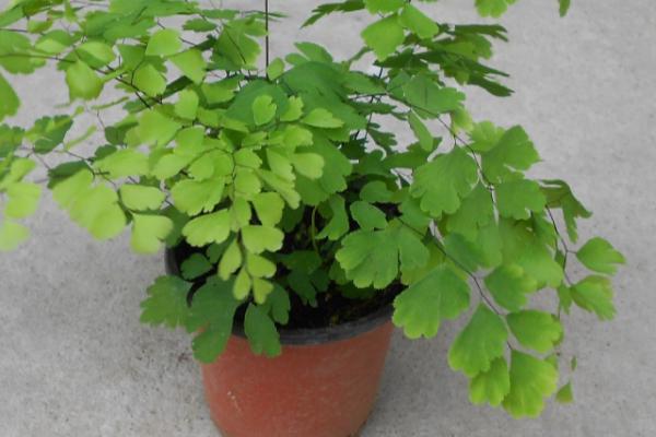 怎么养护盆栽铁线蕨，夏季每天要浇水1-2次