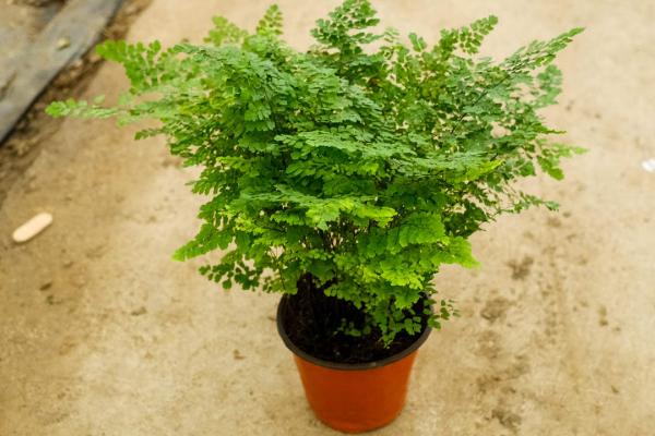 怎么养护盆栽铁线蕨，夏季每天要浇水1-2次