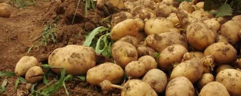 马铃薯切种后多久种植