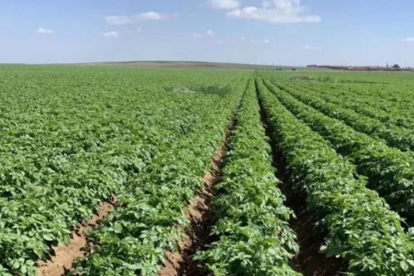 马铃薯切种后多久种植，切开后需要在20天内种植