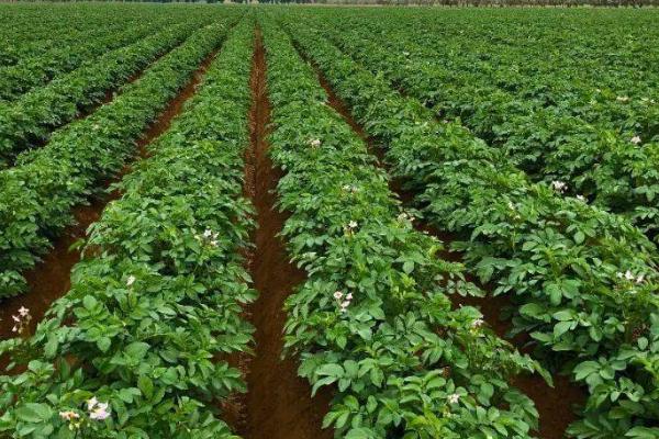 马铃薯切种后多久种植，切开后需要在20天内种植