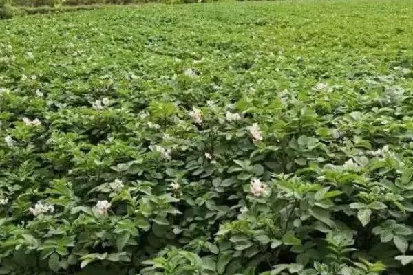 马铃薯切种后多久种植，切开后需要在20天内种植