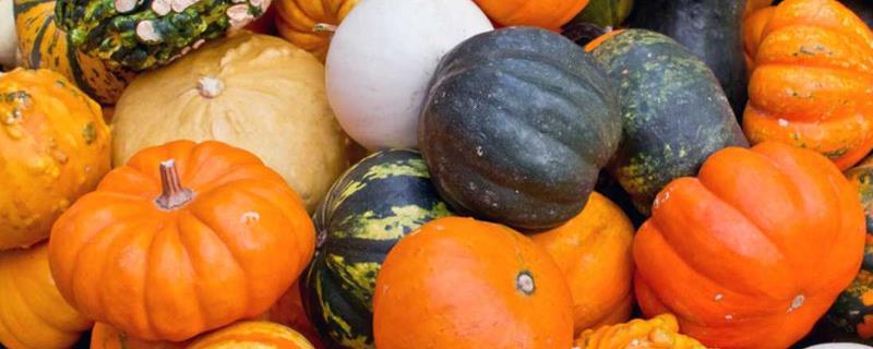 南瓜什么时候成熟采摘