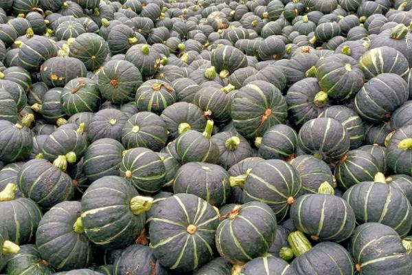 南瓜什么时候成熟采摘,南瓜的用途不同采摘的时间也不同