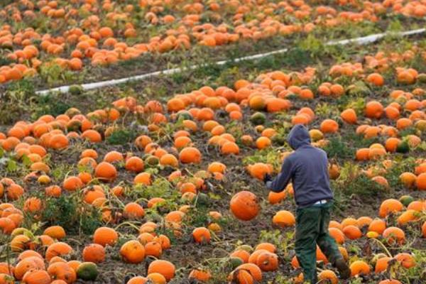 南瓜什么时候成熟采摘,南瓜的用途不同采摘的时间也不同