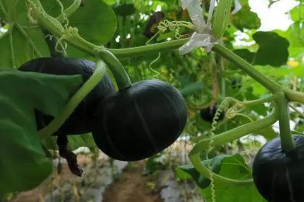 南瓜什么时候成熟采摘,南瓜的用途不同采摘的时间也不同