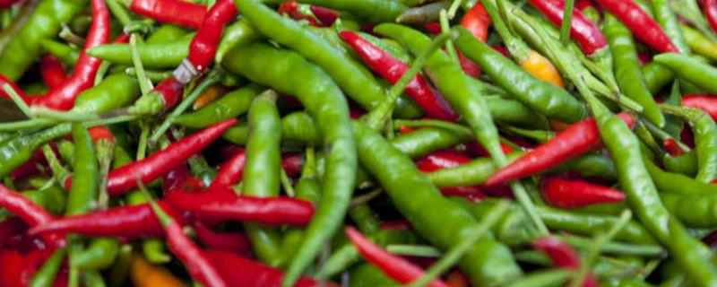 青椒盛果期防治病虫害的原则