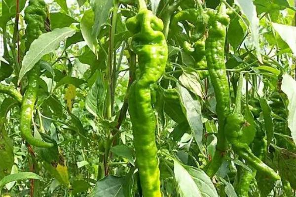 青椒盛果期防治病虫害的原则,防治虫害要在1-2龄幼虫期喷药