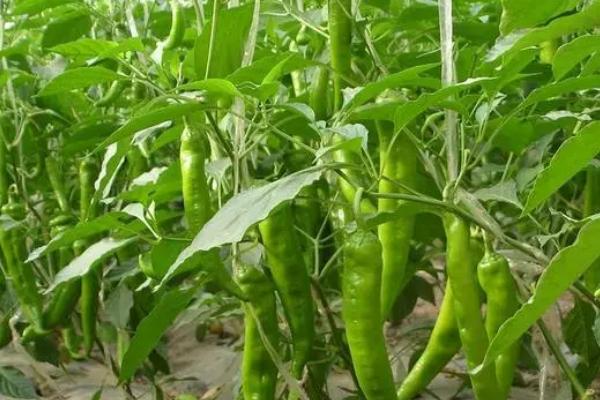 青椒盛果期防治病虫害的原则,防治虫害要在1-2龄幼虫期喷药