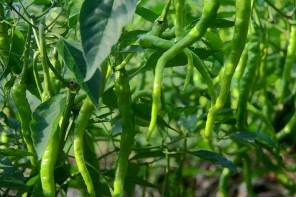 青椒盛果期防治病虫害的原则,防治虫害要在1-2龄幼虫期喷药