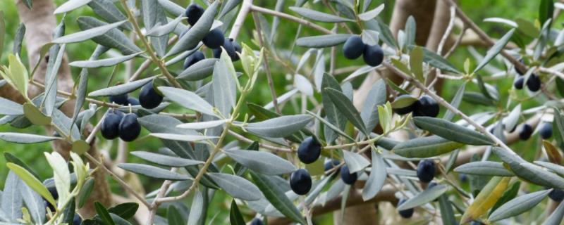 橄榄树的寓意